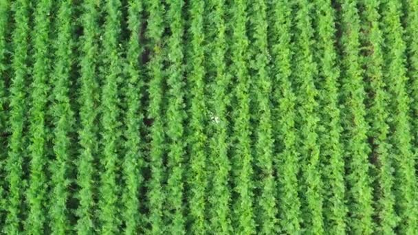 Zielone Rzędy Marchewek Wspaniałe Zbiory Warzyw — Wideo stockowe
