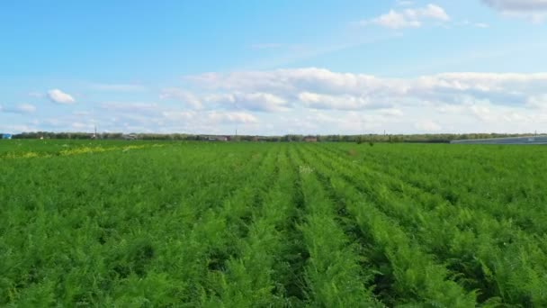 Filas Verdes Zanahorias Una Maravillosa Cosecha Verduras — Vídeo de stock