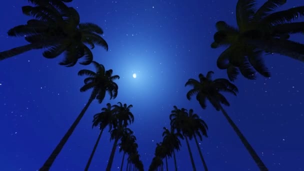 Airplane landing over palm alley in the night — Stock Video