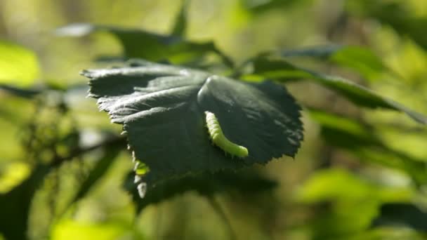 Grüne Raupe auf Blatt — Stockvideo