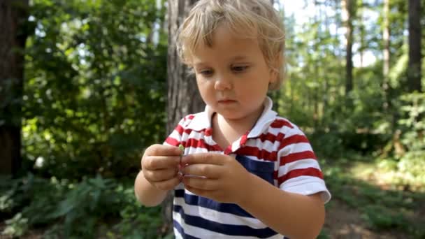 Niño curioso explorando oruga en el bosque — Vídeos de Stock