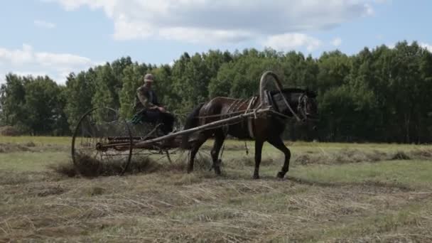 Agricultor colhe feno usando cavalos e mulas — Vídeo de Stock