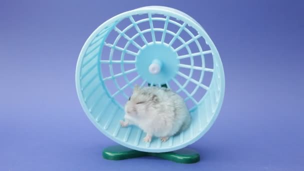 Hamster running in wheel — Stock Video