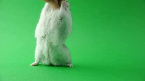 Hamster walnoot neemt en eet het — Stockvideo