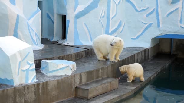 Filhote de urso polar com a mãe — Vídeo de Stock