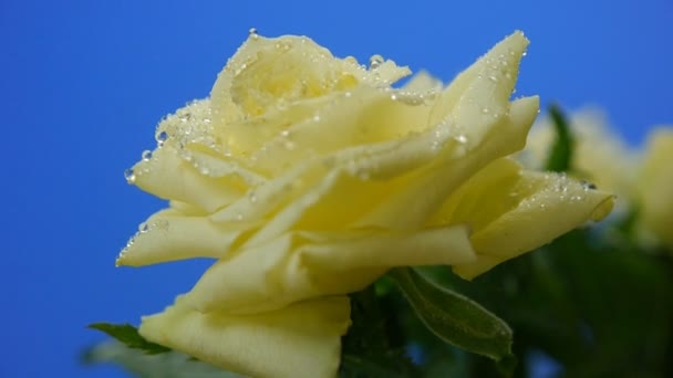 Flores amarillas rosas con gotas de agua — Vídeos de Stock