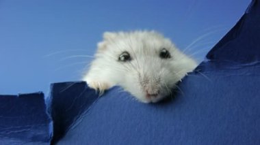 Mavi kağıt yemek hamster