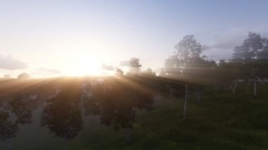 Huş grove parlayan güneş