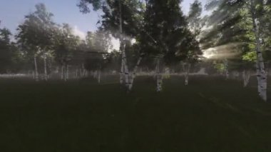 Güneş ışınları bir huş ağacı ormanda