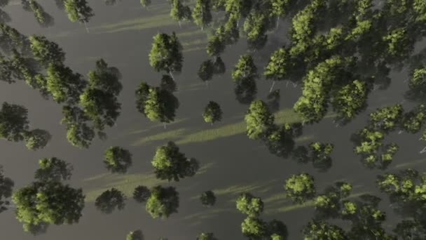 Groove de bouleau. Vue d'en haut . — Video