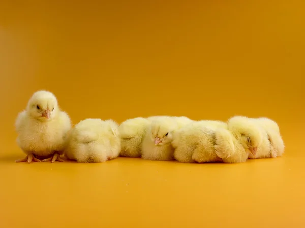 Little chicks — Stock Photo, Image