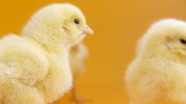 Küçük civciv cıvıl cıvıl yakın çekim