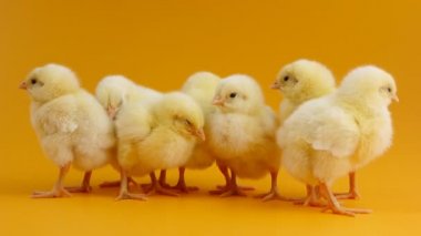 Küçük civciv birlikte ayakta