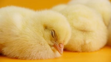 Uyuyan küçük kız