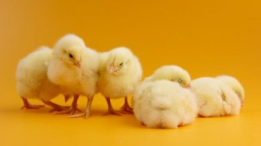 Küçük kızlar grup