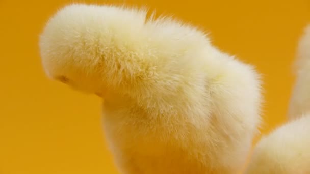 Små kycklingar på nära håll på gul bakgrund — Stockvideo