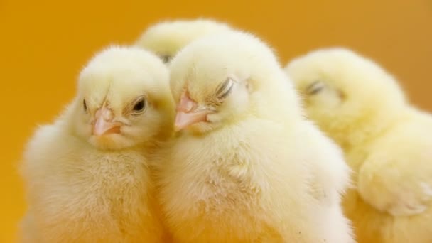 Groep van kleine chicks — Stockvideo