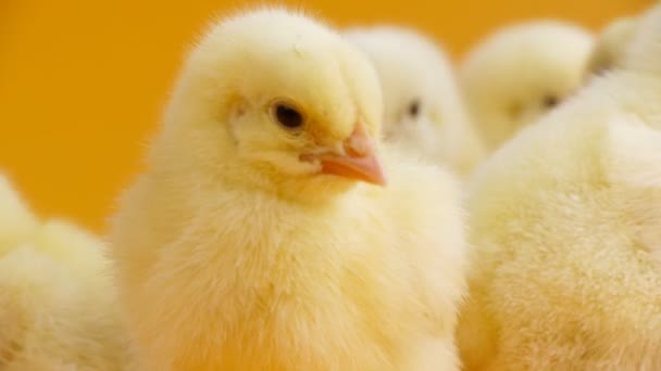Sleepy chicks standing together — Stock Video
