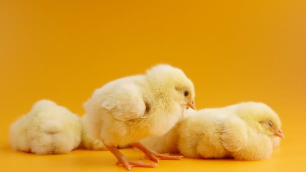 Poussins somnolents sur fond orange — Video