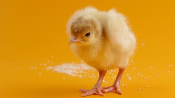 Смешной цыпленок — стоковое видео