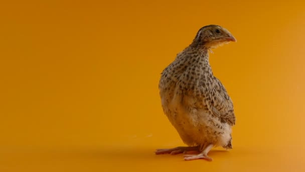 Quail — Stock Video