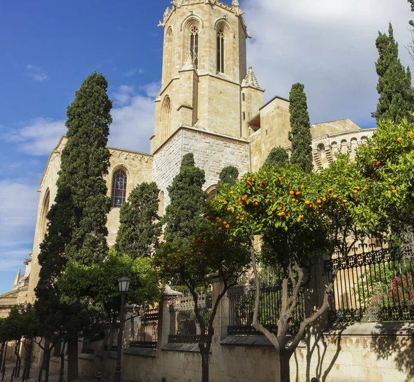 Mandarynkowa pomarańcza drzewa w pobliżu cathedral — Zdjęcie stockowe