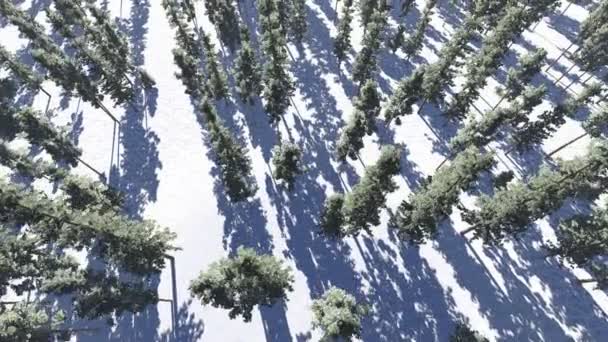 Сосновый лес зимой, вид сверху — стоковое видео