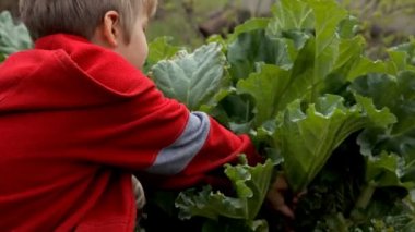 Çocuk bahçede rhubarb tatili