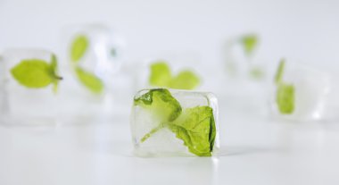 mint in ice cubes on a white background