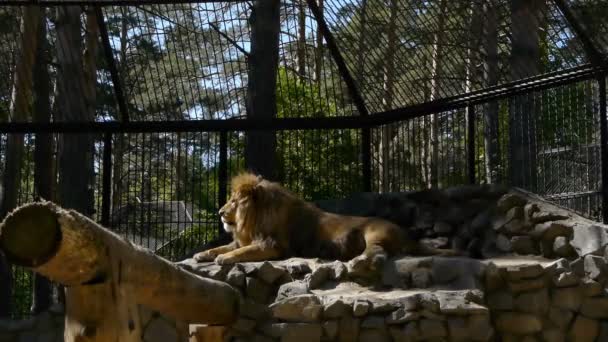 Leone maschio sdraiato e guardarsi intorno in uno zoo — Video Stock