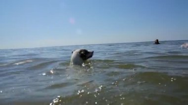 Köpek çocukla denizde Yüzme