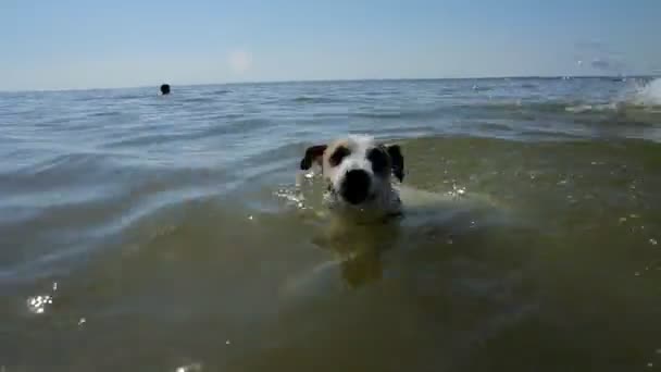 Hond zwemmen in de zee — Stockvideo