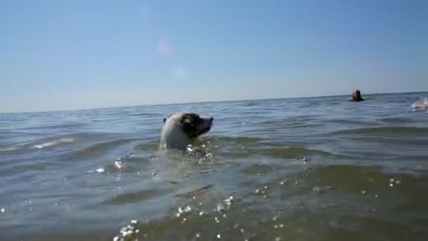 Pes s klukem, koupání v moři — Stock video