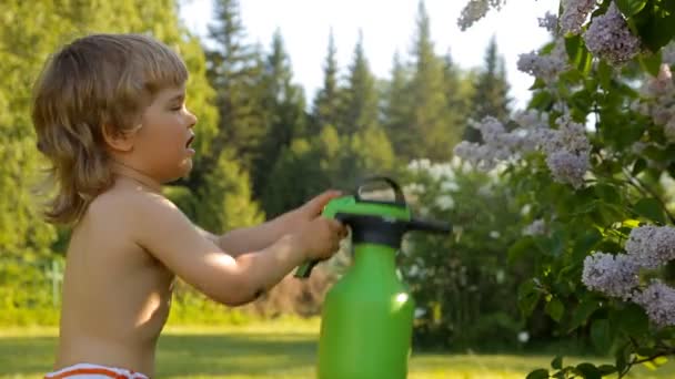 Pequeño niño regando flores lila de un aerosol — Vídeo de stock