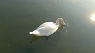 Gölette beyaz kuğu sürüsü. Altın saat boyunca gölün üzerindeki parkta güzel beyaz kuğular.