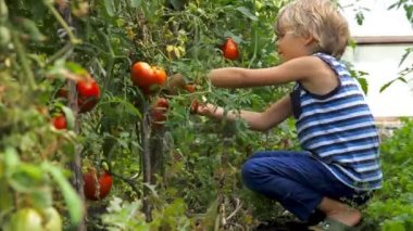 Çocuk olgun domates sebze bahçesinde toplama