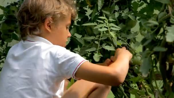 Ragazzo che raccoglie pomodori freschi in giardino — Video Stock