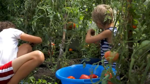 Niños cosechando tomates maduros en el jardín — Vídeos de Stock