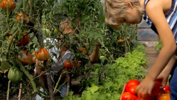 Chicos cosechando tomates frescos en el invernadero — Vídeo de stock