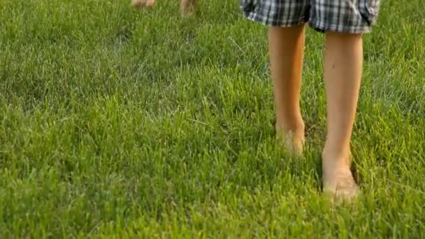 Children feets in green grass — Stock Video