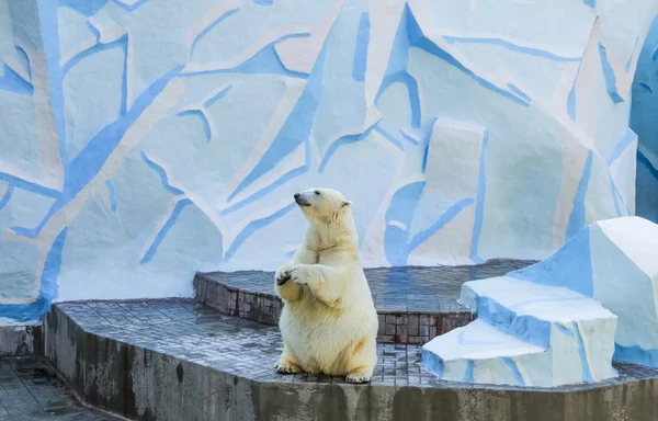 Weißbär steht auf Hinterpfoten im Zoo — Stockfoto