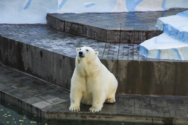 Weißer Eisbär im Zoo — Stockfoto