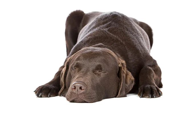 Hermoso Labrador de Chocolate - Deja que los perros durmientes mientan —  Fotos de Stock