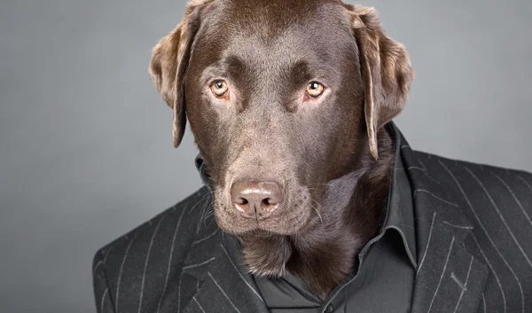 Labrador de chocolate de aspecto fresco en traje de rayas de alfiler — Foto de Stock