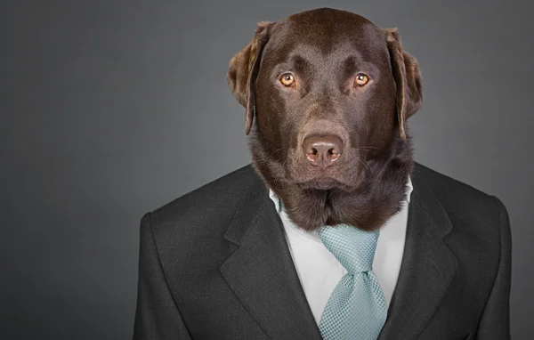 Tiro de un sofisticado labrador de chocolate con traje y corbata —  Fotos de Stock