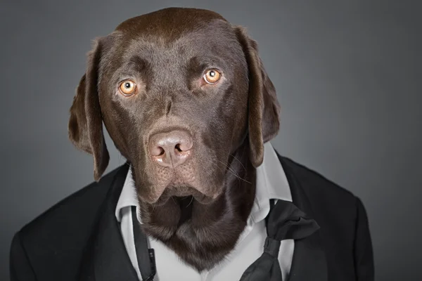 Cool Chocolate Labrador in Tuxedo against a Grey Background — Stock Photo, Image