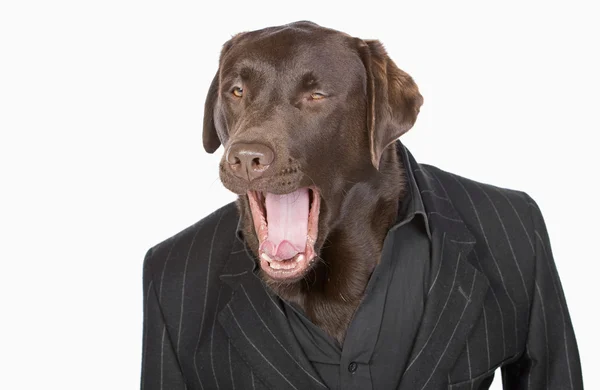 Isolerade skott av en smart choklad labrador i kritstreck jacka — Stockfoto