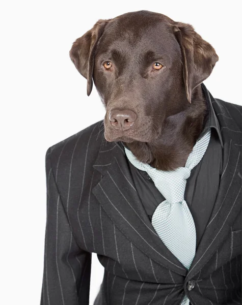 Tiro isolado de um labrador de chocolate inteligente em jaqueta Pinstripe — Fotografia de Stock