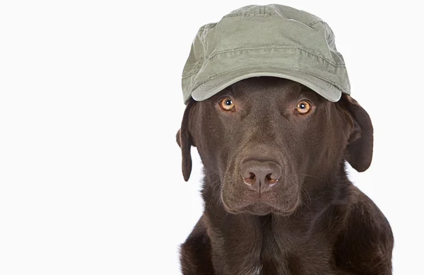 Labrador bonito em estilo de exército verde boné de beisebol — Fotografia de Stock