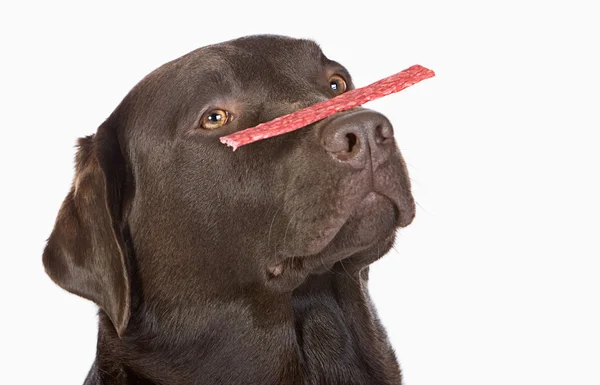 Čokoládový labrador vyrovnávání Bonbónkem na nos — Stock fotografie